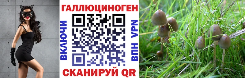 Псилоцибиновые грибы прущие грибы  Купить  Новозыбков 